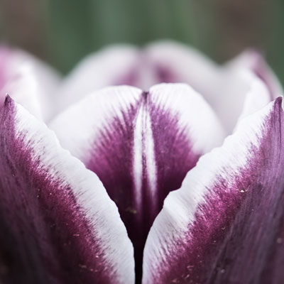 tulip