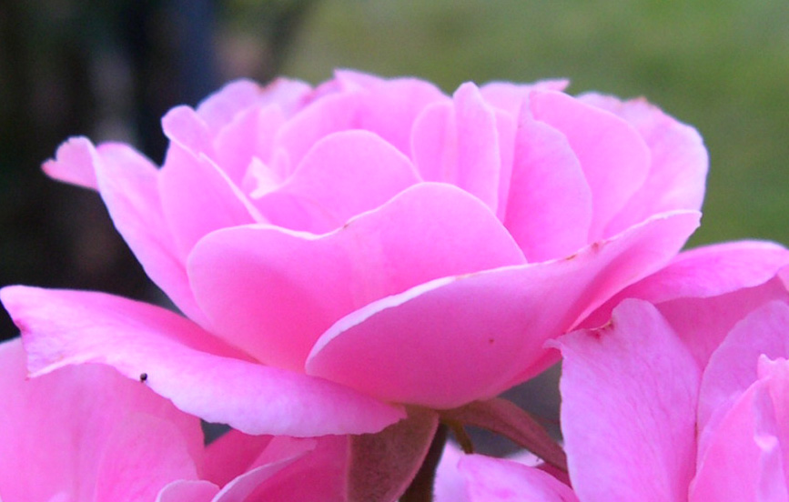 PinkFlower