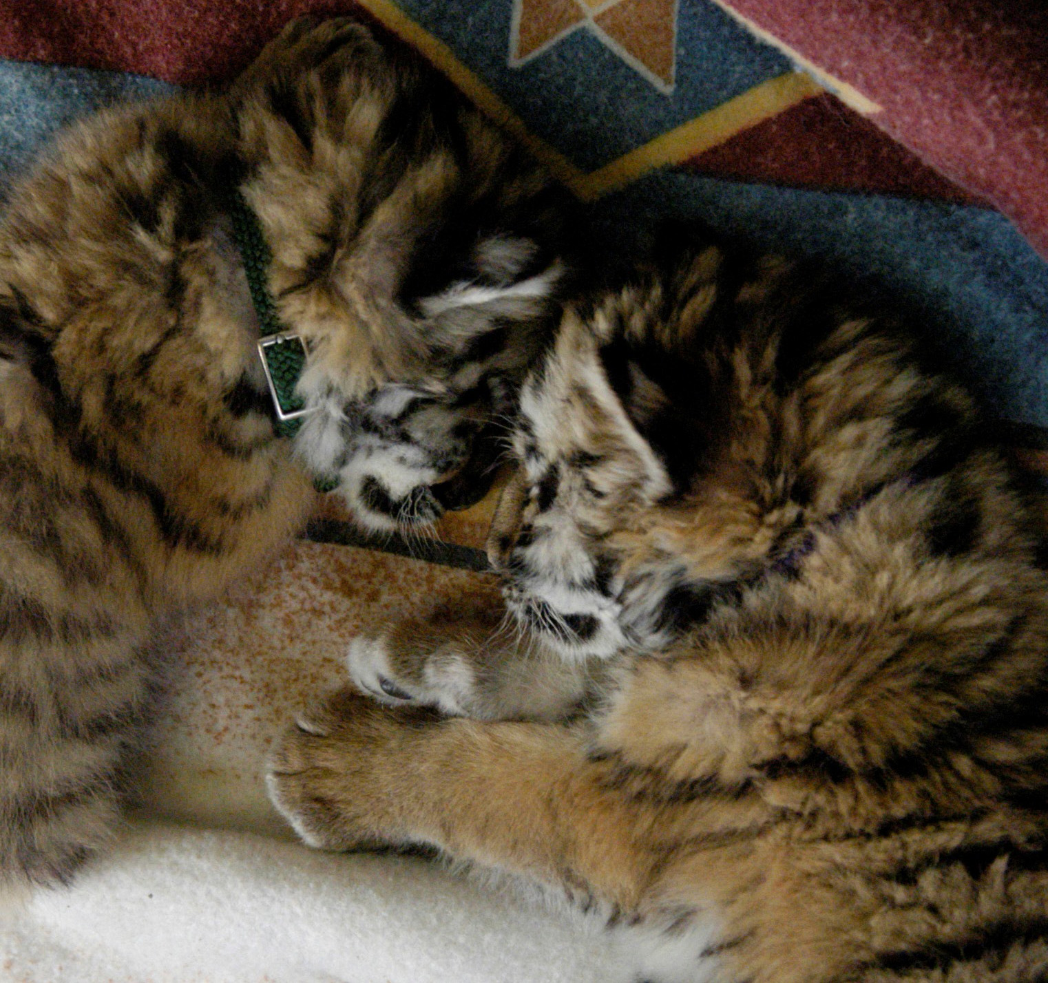 Tiger Cubs
